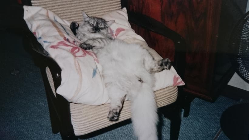 椅子の上でへそ天して寝ている愛猫ミュウ