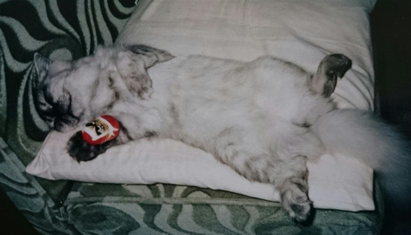 寝ている隙に手にダルマを置かれる愛猫ミュウ