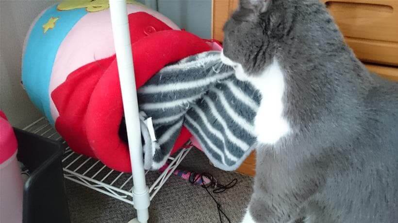 おもちゃ入れの壺に隠してあるタオルを取り出す愛猫モコ