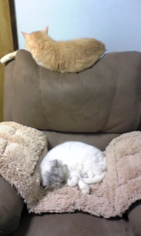 ソファで眠る長毛種の愛猫ピーと息子のチャウ