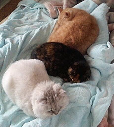 家族揃って寝ている（猫団子している）長毛種の愛猫ピー