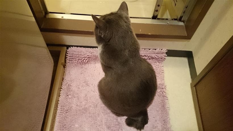 短いかぎしっぽを床に着けて座る愛猫モコの後ろ姿