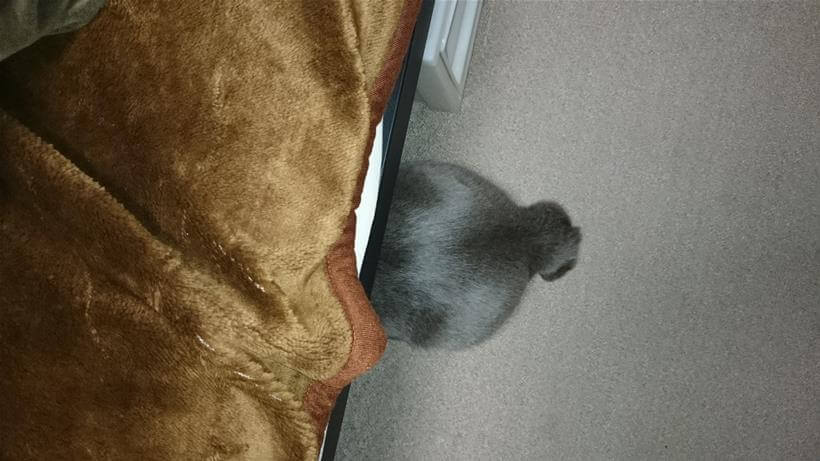 ベッドの下に潜ってお尻と尻尾だけ出している愛猫モコ