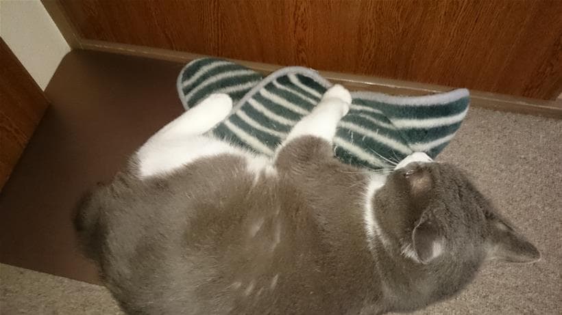 タオルをぎゅっと抱きかかえて猫キックする愛猫モコ
