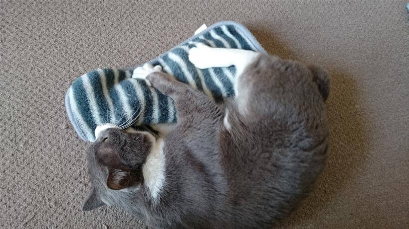タオルを抱えて噛みついて猫キックする愛猫モコ
