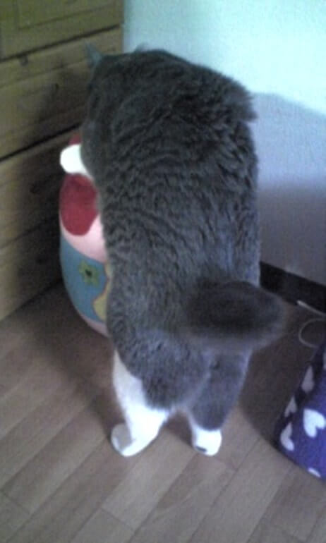 おもちゃ箱を覗いている時の愛猫モコの短いかぎしっぽ