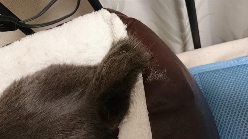 平らになっている愛猫モコの短いかぎしっぽ