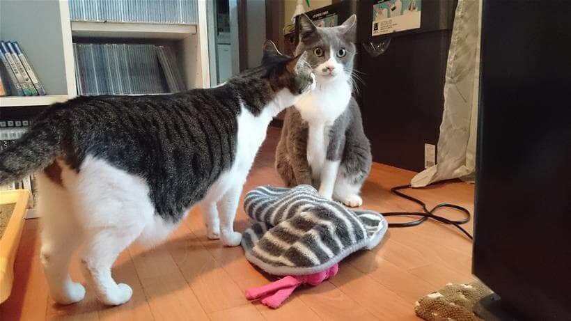 ミミがやって来て咥えていたタオルを離した愛猫モコ