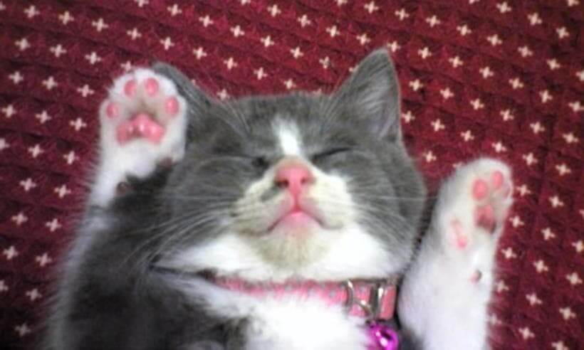 座布団の上で万歳（両手を挙げて）寝ている子猫期の愛猫モコ