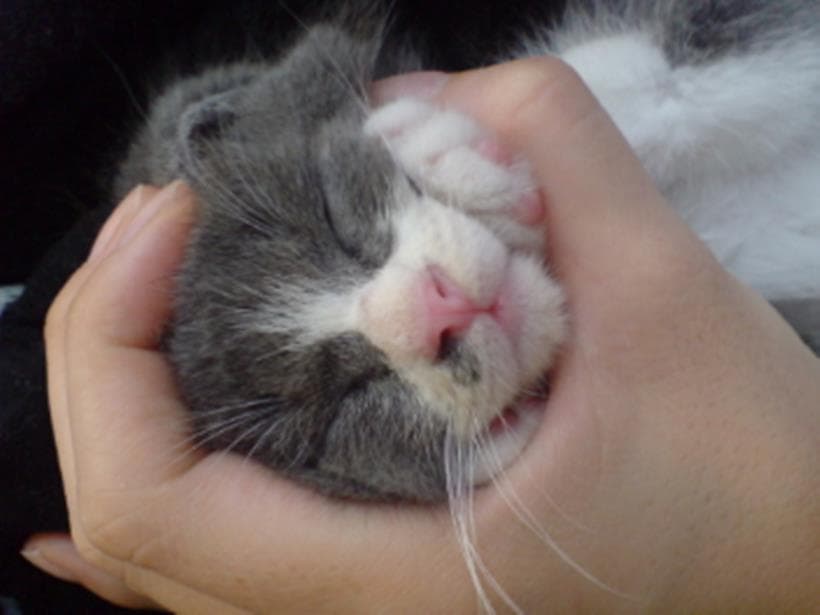 顔をギュッとされる子猫期の愛猫モコ