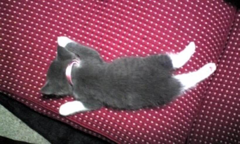 座布団の上で行き倒れているようにうつ伏せで寝ている子猫期の愛猫モコ