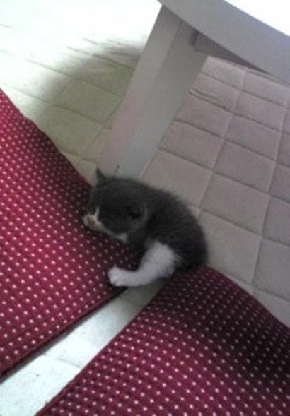 テーブルの下で寝ている小さい小さい子猫期の愛猫モコ