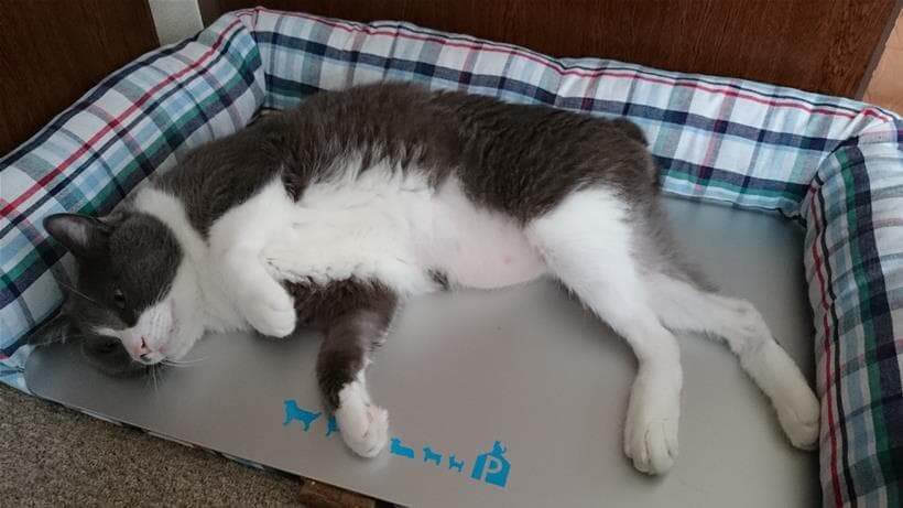 ひんやりプレートとプレート用ベッドを組み合わせた状態で涼んでいる愛猫モコ②