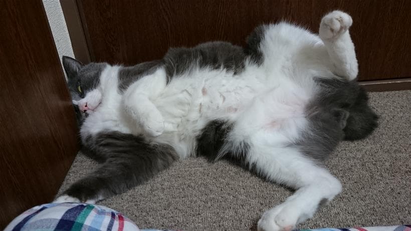 暑さでのびている愛猫モコ