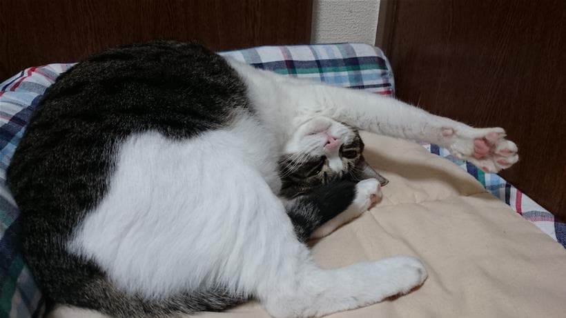ひんやりプレート用ベッド単体で使っている愛猫ミミ②