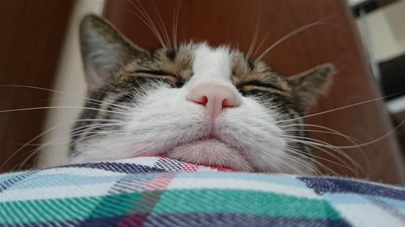 ひんやりプレート用ベッドのアゴ置きを活用する愛猫ミミ
