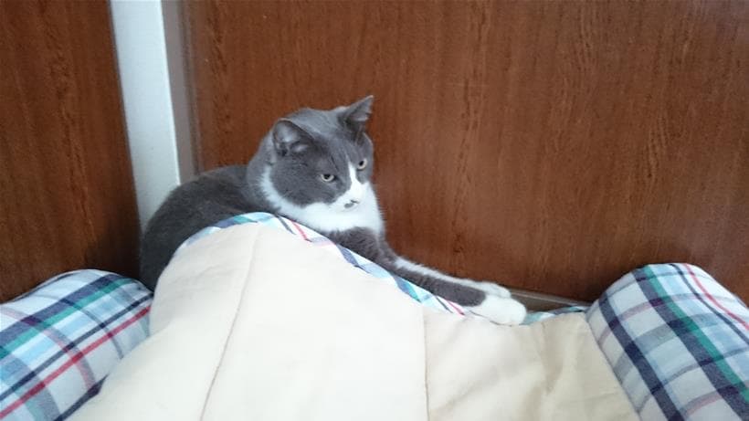 ひんやりプレート用ベッドの使い方を間違えている愛猫モコ