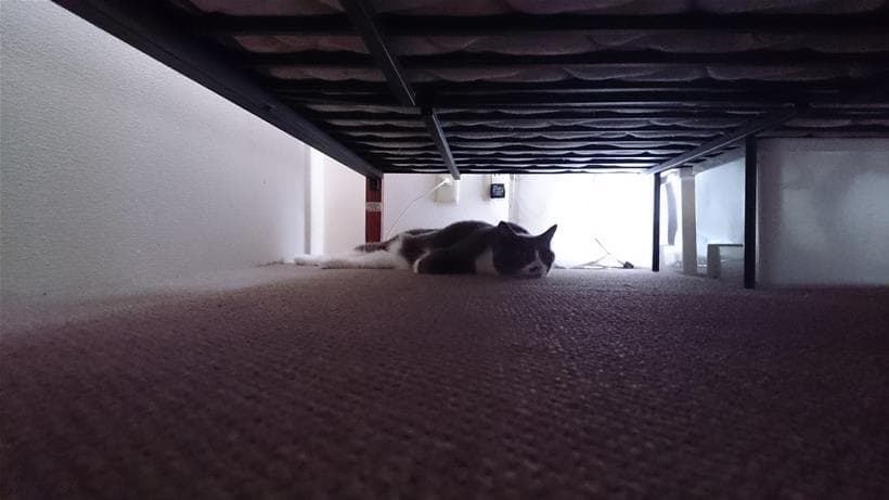 てんかん発作を起こした直後ベッドの下に隠れる愛猫モコ