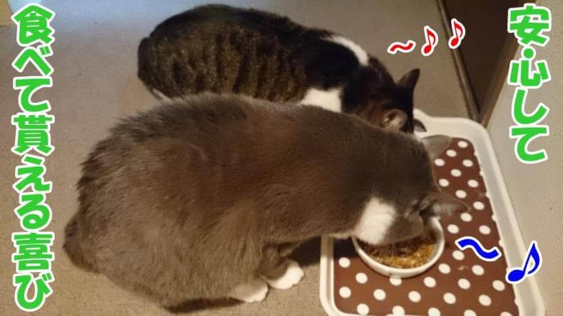 二匹揃ってキャットフードを食べている愛猫モコとミミ