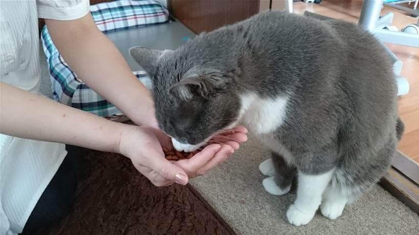 警戒しているハズの彼女の手からおやつを貰う愛猫モコ
