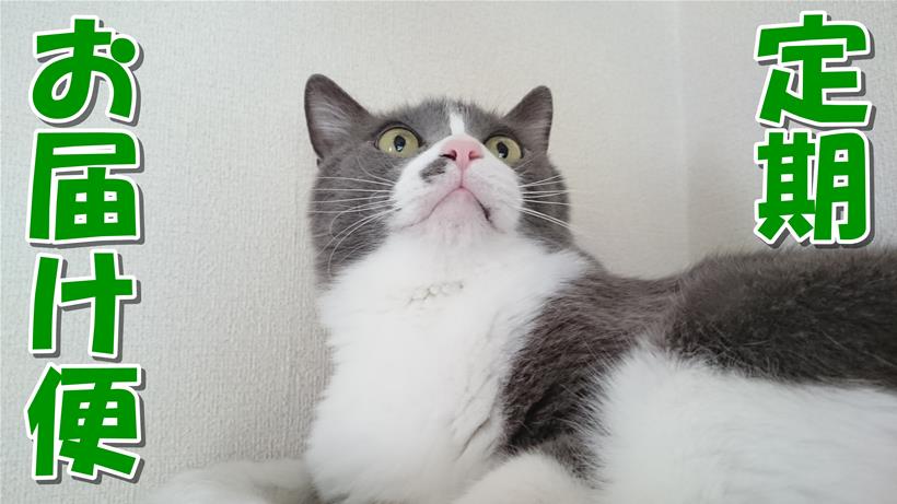 愛猫モコがキャットタワーの上で見上げている「ピュリナワン 定期お届け便」タイトル画像