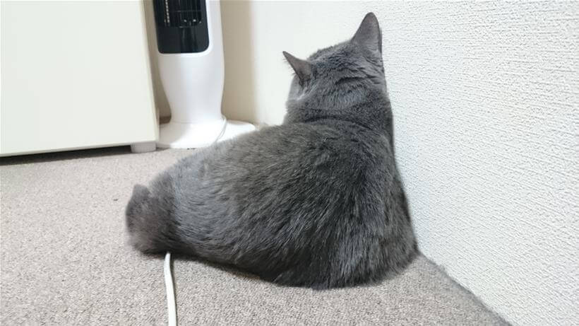 壁にもたれ掛かって座っている愛猫モコ