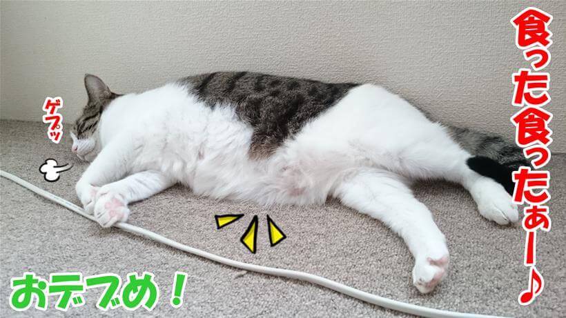 糖尿病注意！おデブな愛猫ミミ