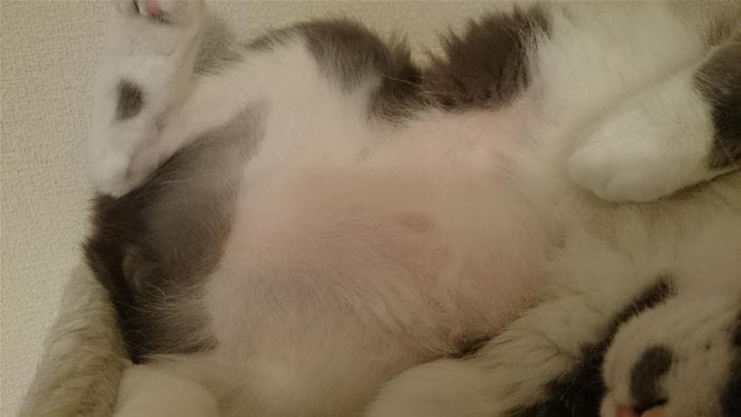 薄毛になって地肌が見えてしまっている愛猫モコの腹部