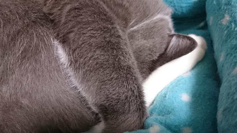 毛が薄くなっている足を抱えて寝ている愛猫モコ