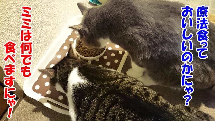食事しながら療法食について語り合っている愛猫たち