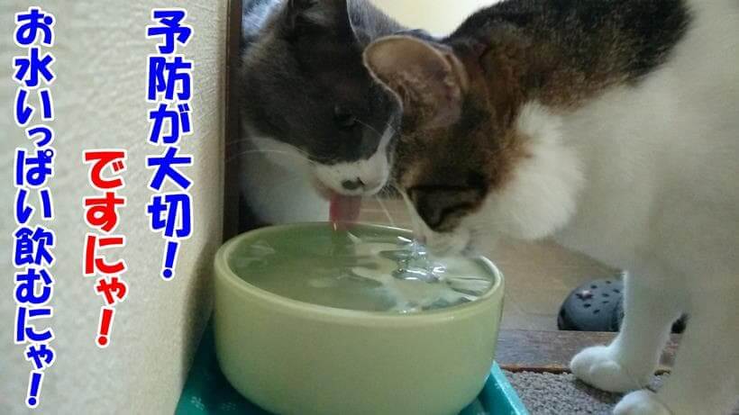 尿路結石の予防を訴えている体で水を飲む愛猫たち