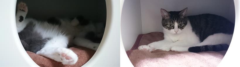 保温効果のある猫マットを敷いたペットハウスに入っている愛猫モコとミミ