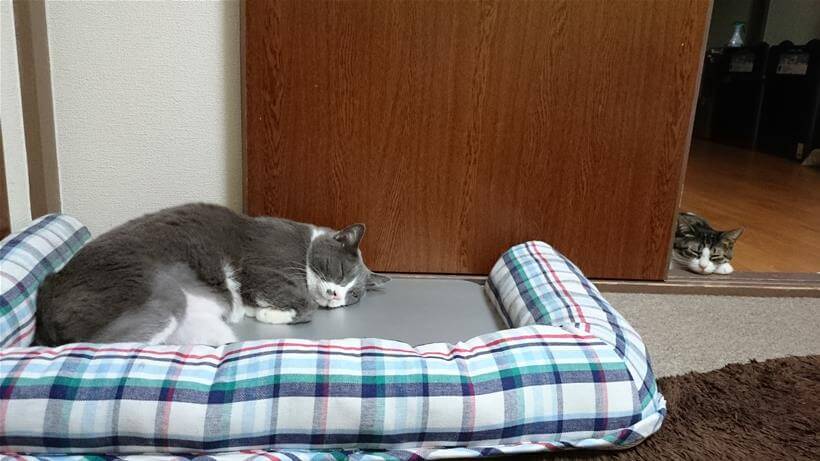 アルミ板の上で眠る薄毛の愛猫モコと少し離れて寝ている愛猫ミミ