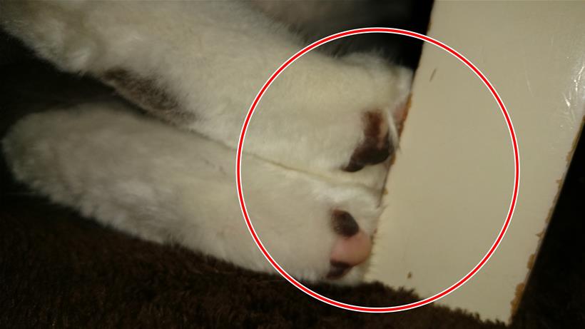 こたつの足で手足を突っ張る愛猫モコ③