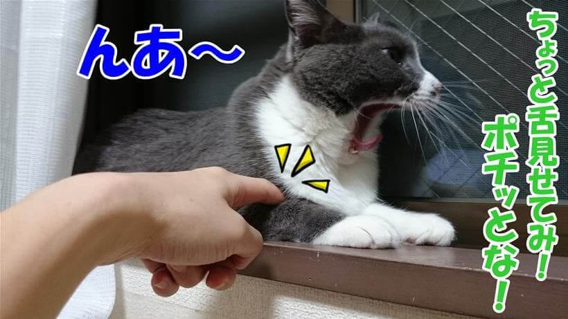 舌を見るために口が開いちゃうボタンを押されている体の愛猫モコ