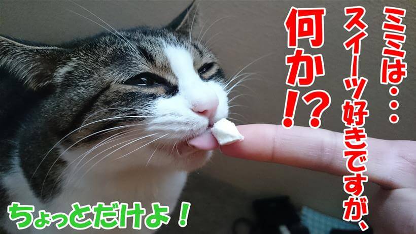 クリームを舐める愛猫ミミ