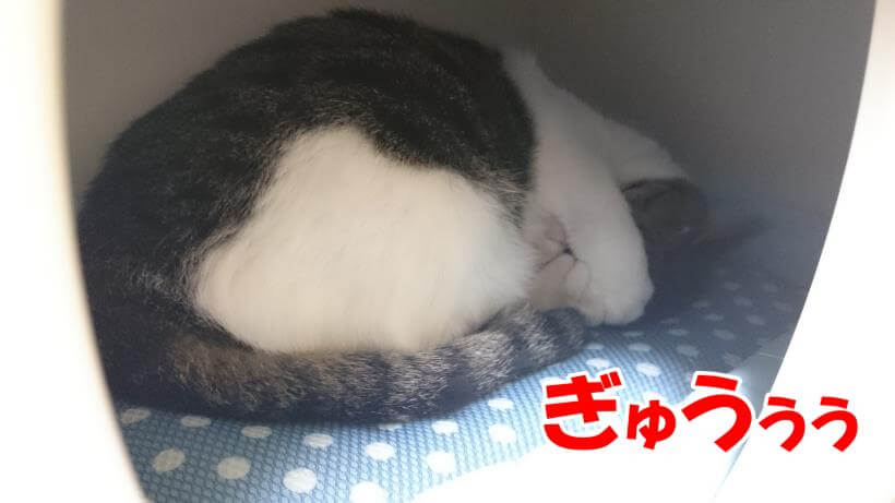 ペットハウス内で顔を隠して眠る愛猫ミミ