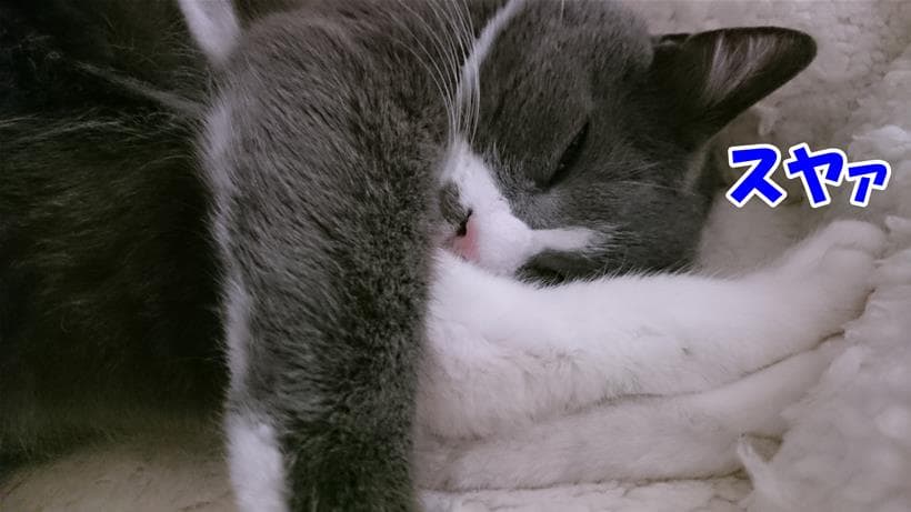 部屋の中で両足を抱え安心して眠る愛猫モコ