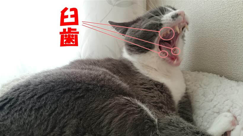 愛猫モコが欠伸した瞬間にて猫が歯磨きすべき臼歯の位置を示した写真