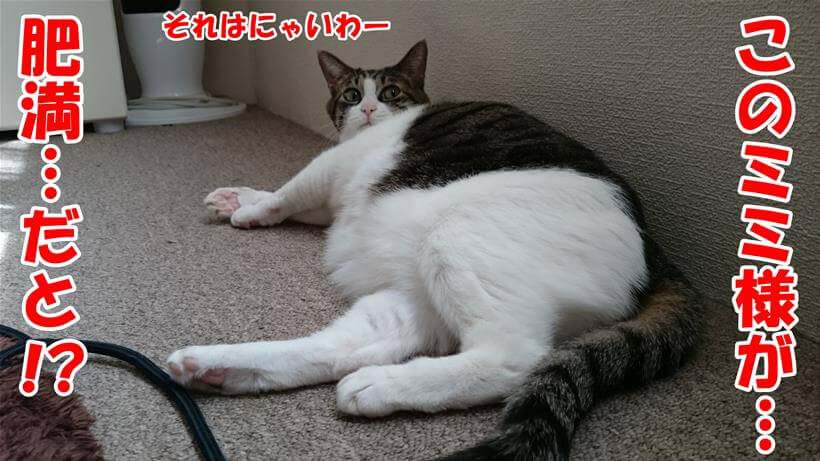 肥満などあり得ないと言っている体のぽっちゃり猫