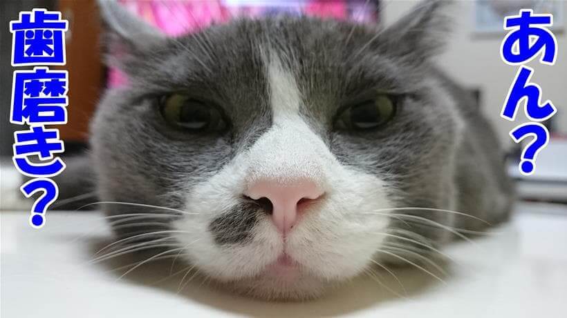 歯磨きと聞いて面倒くさそうな顔をしている体の愛猫モコ