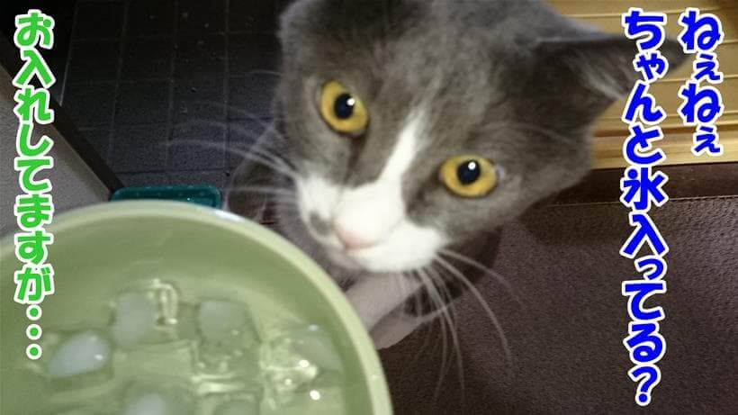 夏場は氷入りの水が飲みたいので確認している愛猫モコ