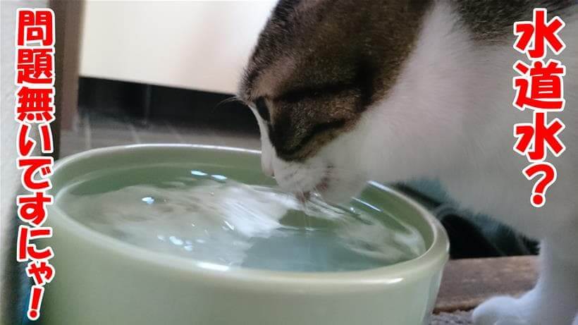 水道水でも問題無く飲んでいる愛猫ミミ