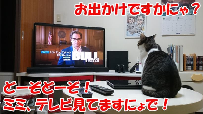 飼い主が出掛けるというのにテレビを見ている愛猫ミミ