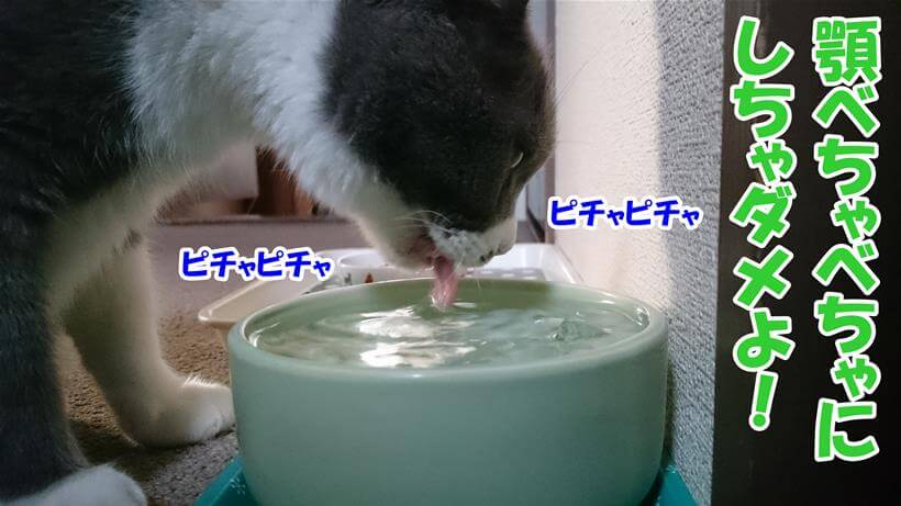 水を飲んで顎をべちゃべちゃに濡らしちゃう愛猫モコ