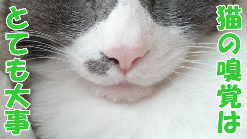 愛猫モコの鼻