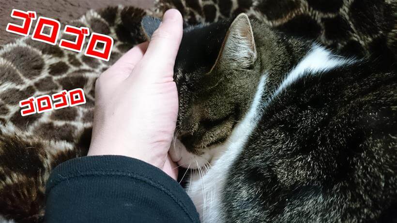 飼い主の手に顔を埋めてゴロゴロ鳴らしながら寝ている愛猫ミミ