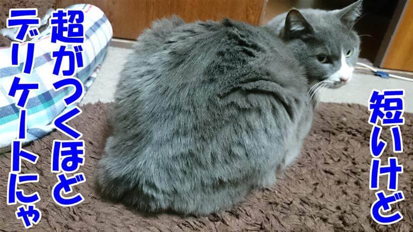 デリケートな愛猫モコの短い尻尾