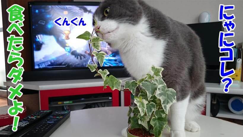 観葉植物の匂いを嗅ぐ愛猫モコ
