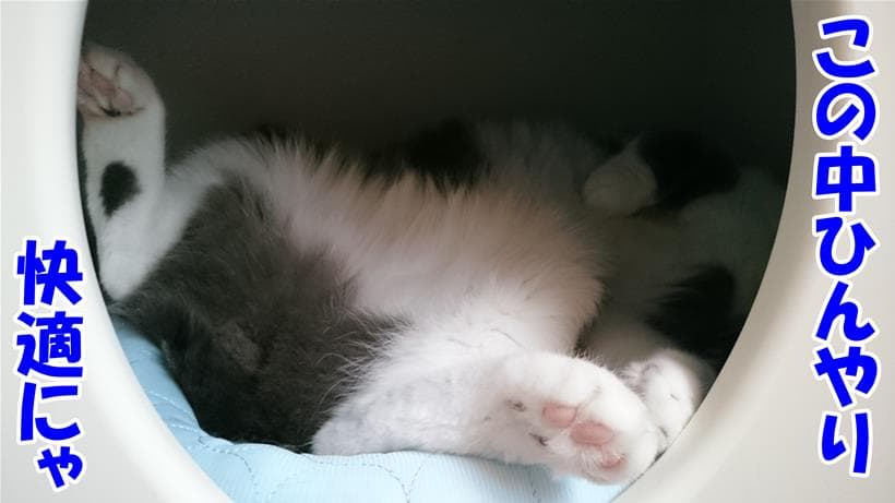 ひんやり快適なペットハウスで寝ている愛猫モコ
